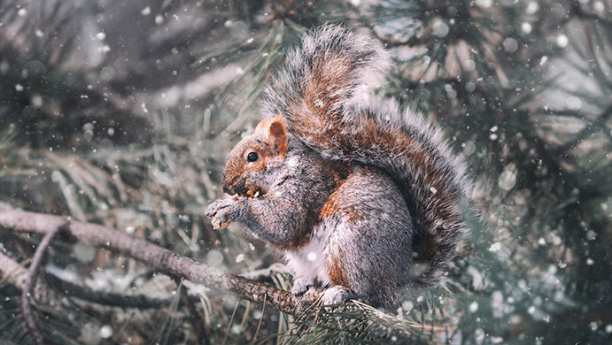 squirrel in winter
