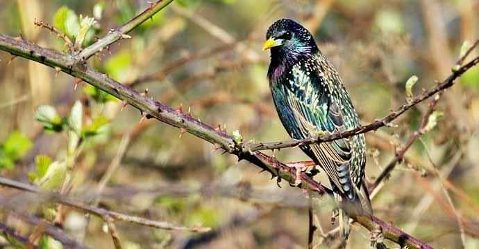 starling - WestmountMag.ca