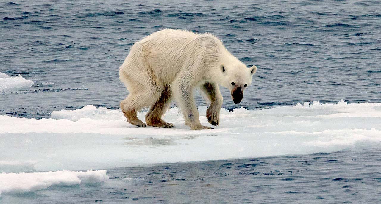 starving polar bear