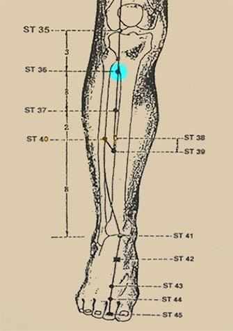 Acupressure Stomach 36 - Westmountmag.ca