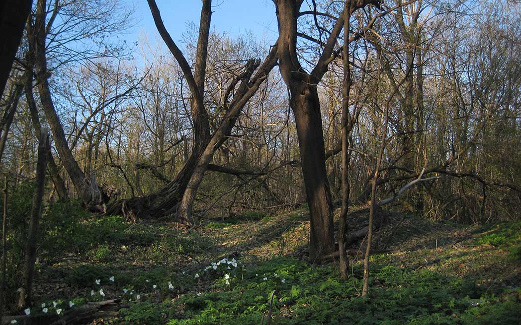 Westmount Summit Woods