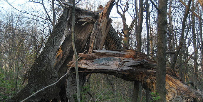 Westmount Summit Woods