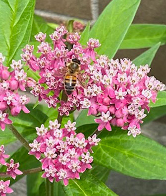 Swamp Milkweed 