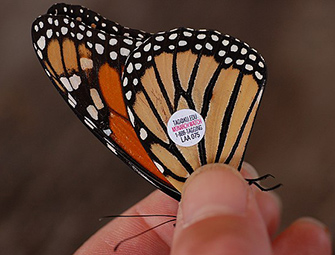 Tagged monarch butterfly