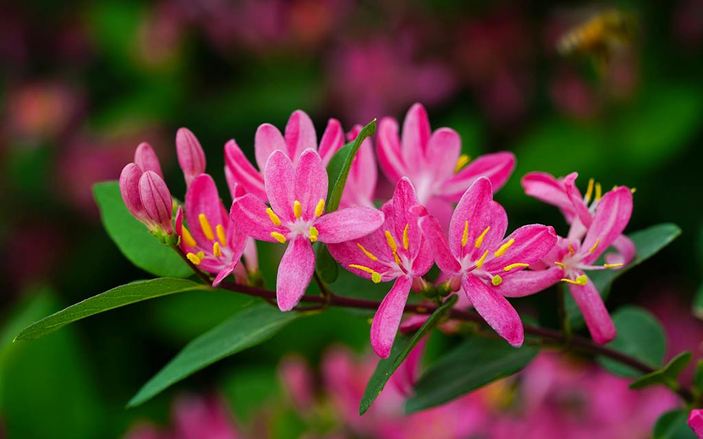 Tatarian Honeysuckle blossom