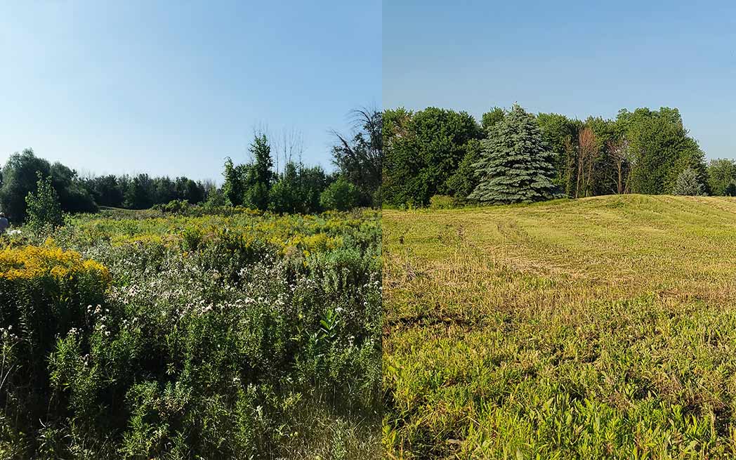 Monarch Fields before and after