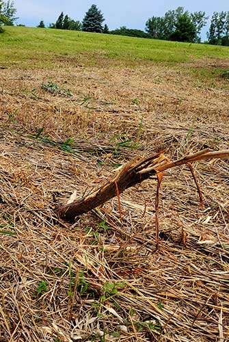 Monarch Fields destruction