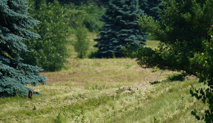 groundhog inspecting damage to Monarch fields