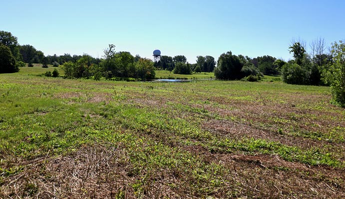 Mowed down Monarch Fields