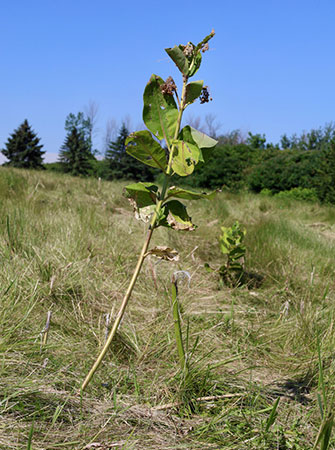 Milkweed plant Monarch Fields