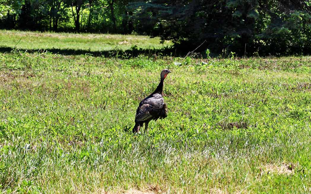 Wild Turkey amid the destruction of the Monarch Fields - WestmountMag.ca