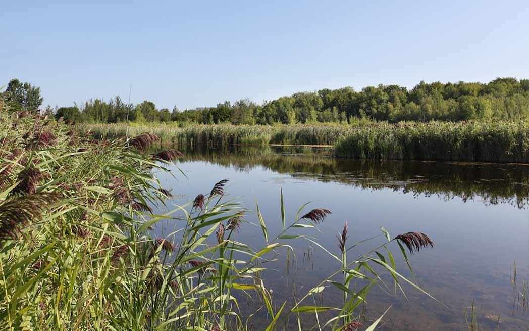 Technoparc Wetlands - WestmountMag.ca