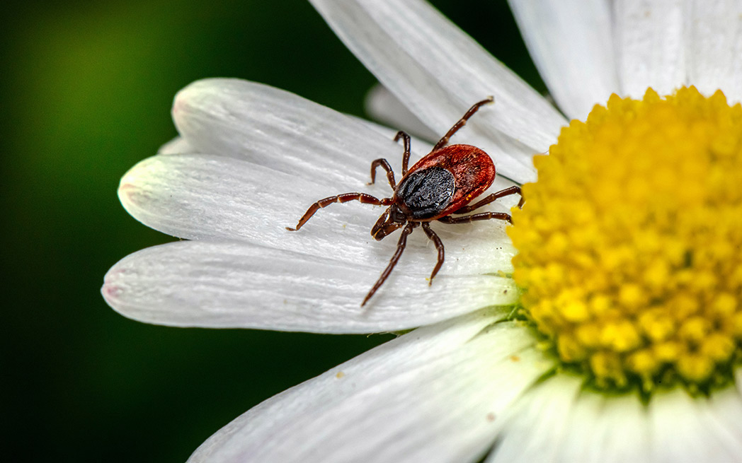 Tick on flower