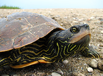 Map turtle 