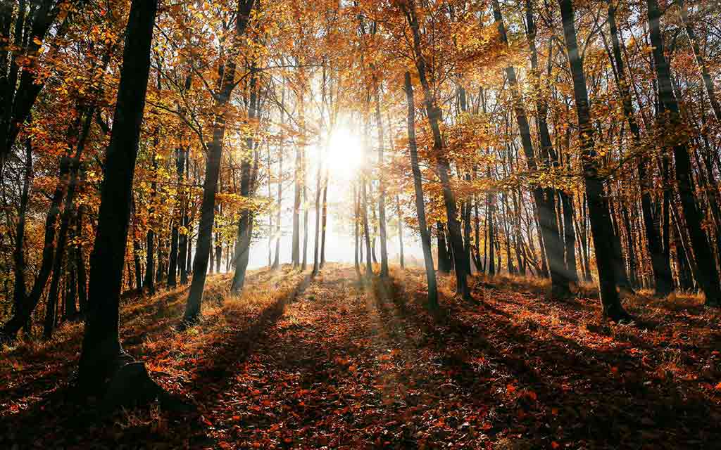 trees - Photo by Valentin S.