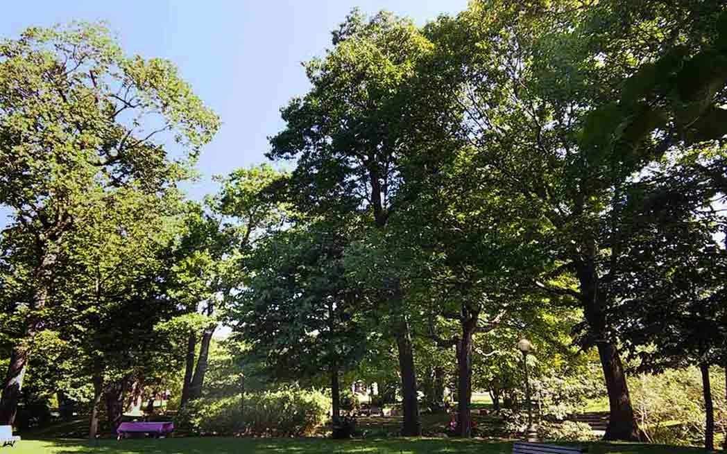 Chênaie/Oak trees in Westmount Park - photo Andrew Burlone
