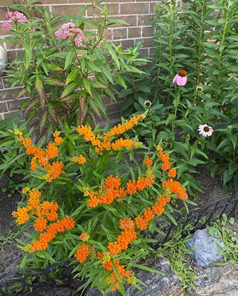 Tuberosa Milkweed