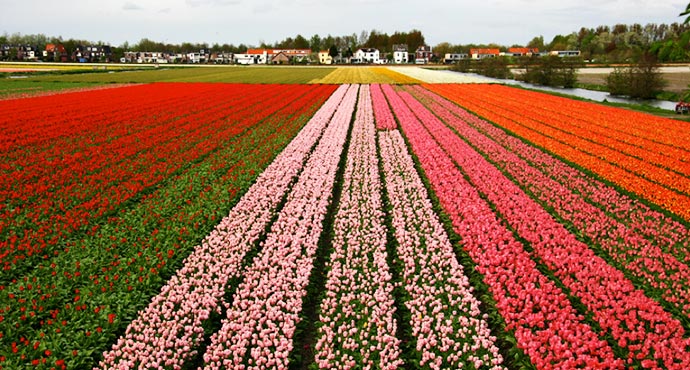 tulip plantation Holland