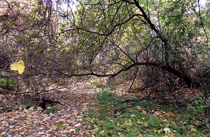 path in the falaise St-Jacques