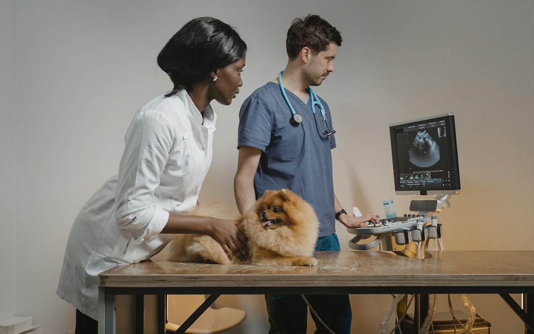 veterinarian assistant and dog