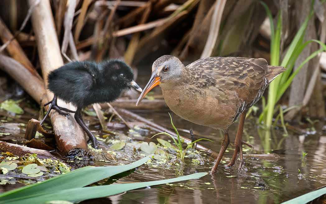 Virginia Rail and downy chick - Westmountmag.ca