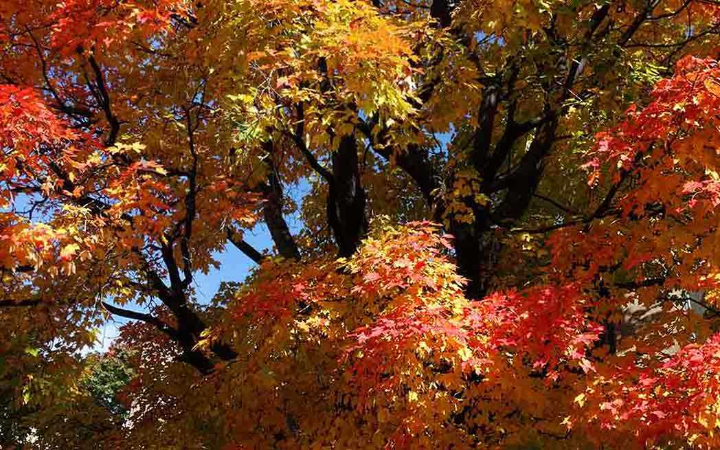Érables / Maple trees - WestmountMag.ca