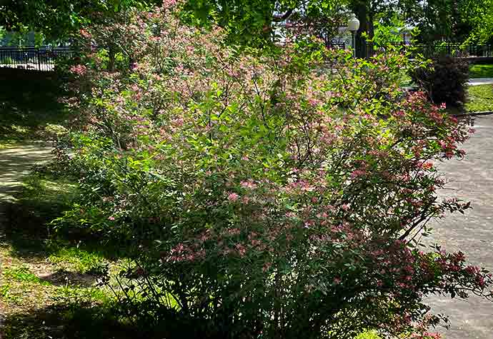 Morrow’s Honeysuckle Westmount Park