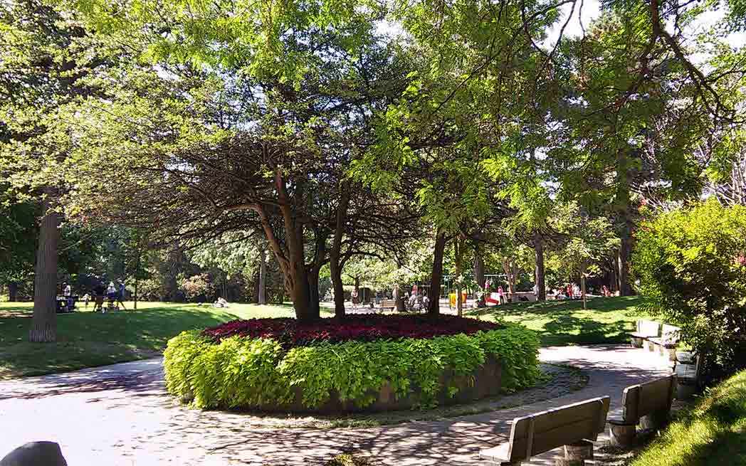 Hawthorn trees in Westmount park – WestmountMag.ca