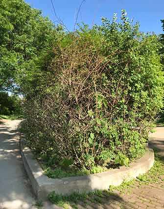 Westmount Park overgrown bushes -WestmountMag.ca