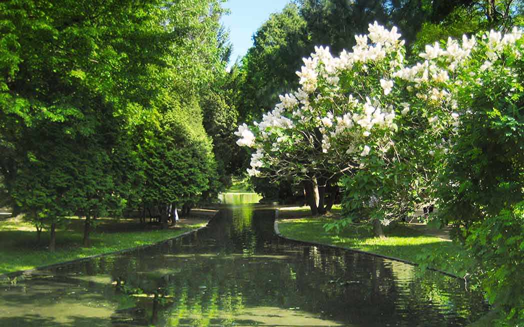 Japanese Lilac tree Westmountmag.ca