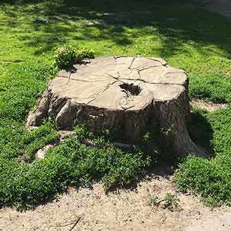 Westmount Park many stumps - WestmountMag.ca