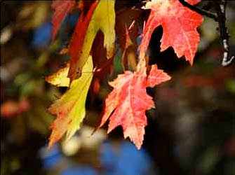 Érables / Maple trees - WestmountMag.ca