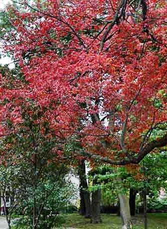 Maple trees - WestmountMag.ca
