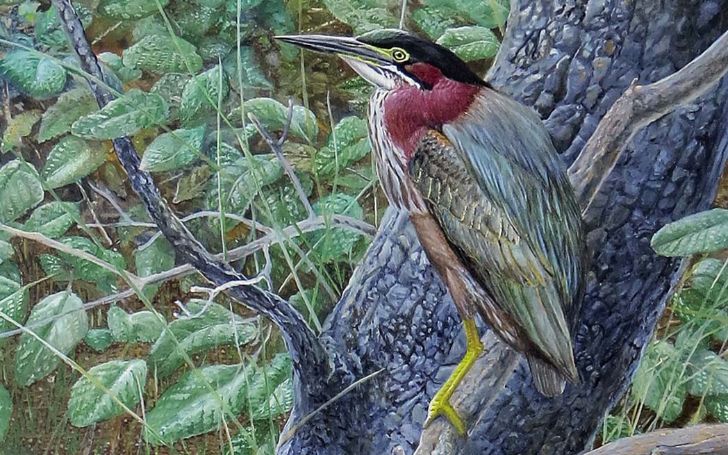 Wetland Sentinels painting Barry Kent MacKay