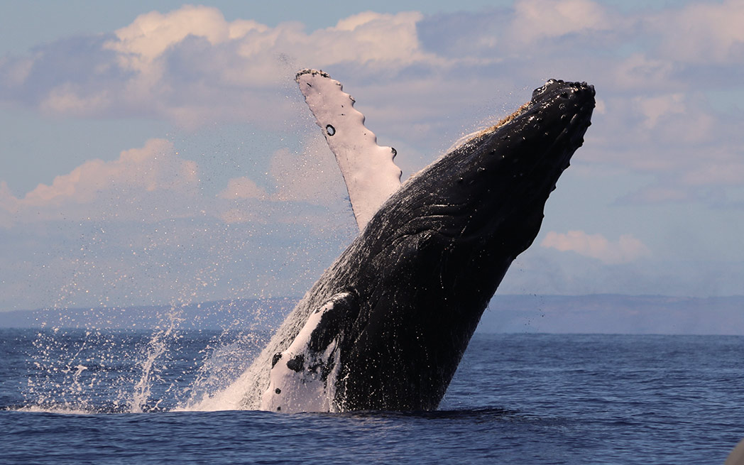 whale surfacing