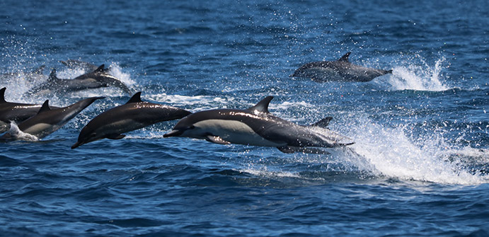 stampede of common dolphin