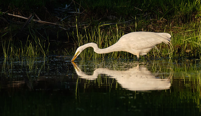 White heron