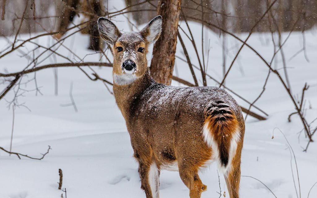 White-tailed deer
