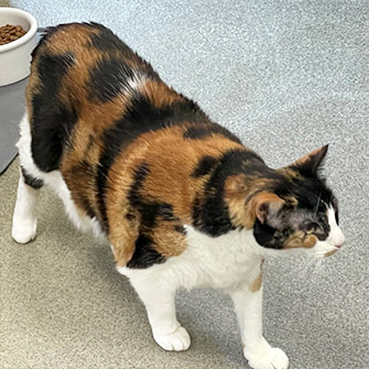 resident calico cat