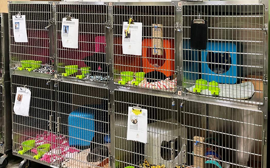 Williamson County Animal Center cat quarters