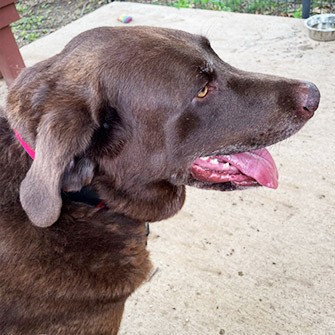 dog enjoying play time
