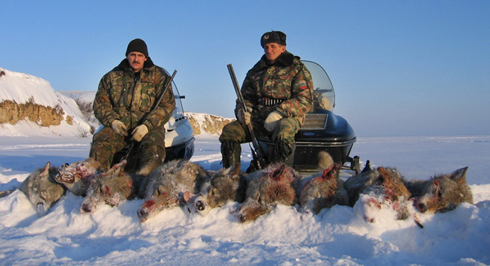 trophy hunters with dead wolves