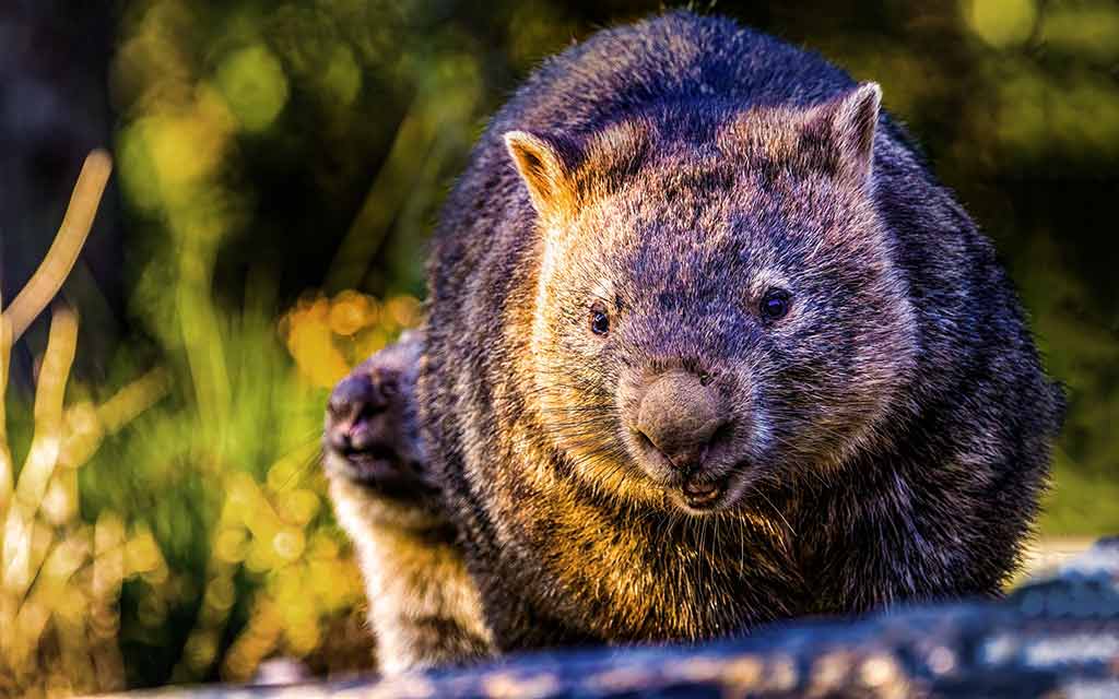Wombat