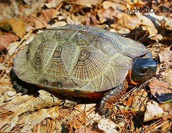 wood turtle