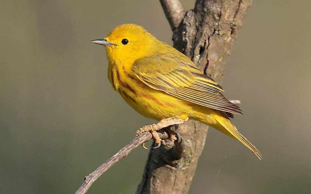 Yellow Warbler - WestmountMag.ca