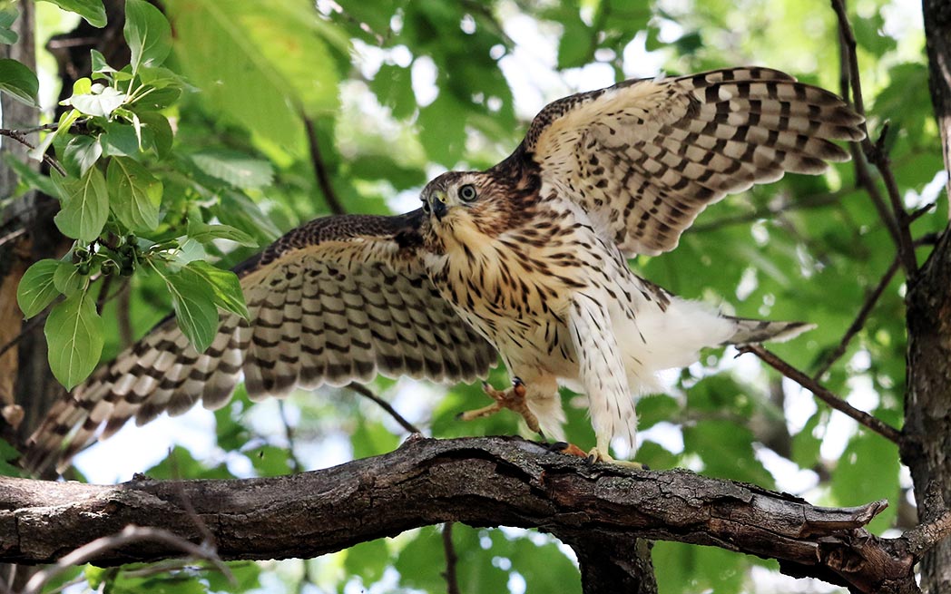 Young Cooper’s Hawk branching